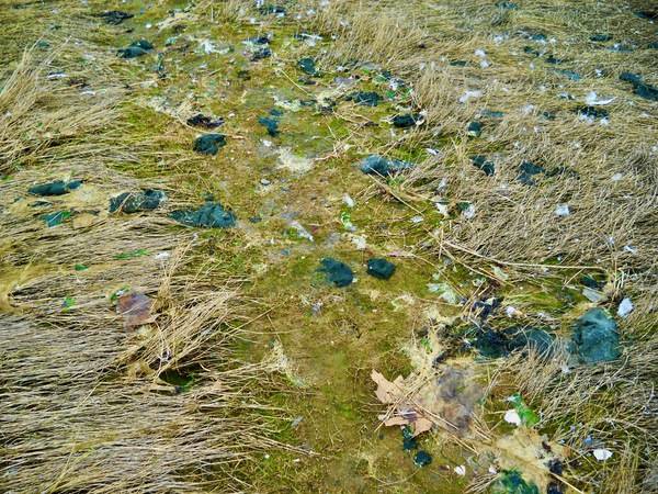 M. Wong at Salter Grove